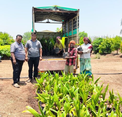 Expert support and farming guidance for successful coconut plantation growth.