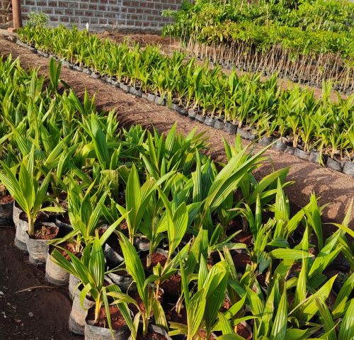 Premium Malaysian Green Dwarf coconut saplings with healthy growth and strong root development.