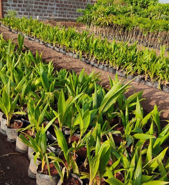 Premium Malaysian Green Dwarf coconut saplings with healthy growth and strong root development.