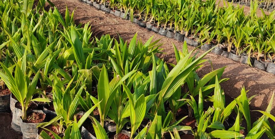 Premium Malaysian Green Dwarf coconut saplings with healthy growth and strong root development.